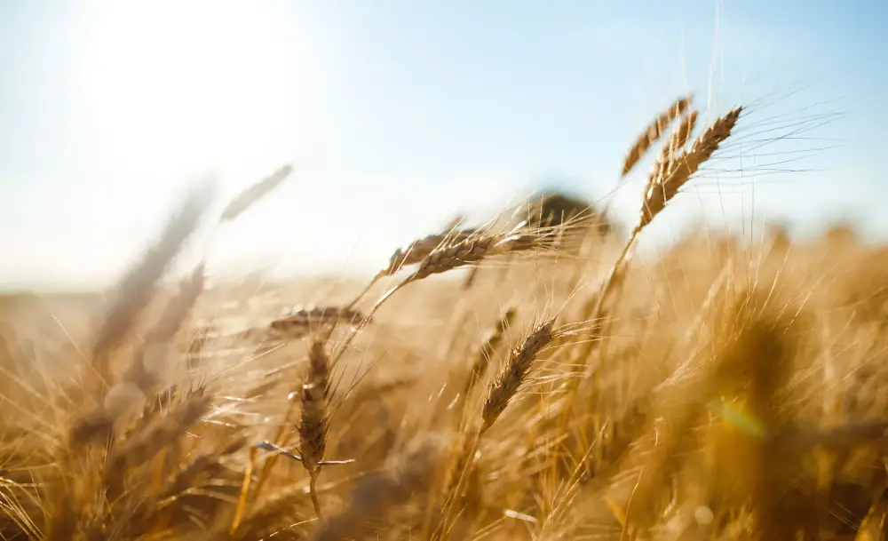 Agriculture raisonnée à Talence
