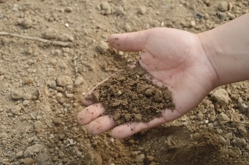 Analyse des sols à Talence